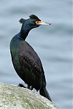 Red-faced Cormorantborder=